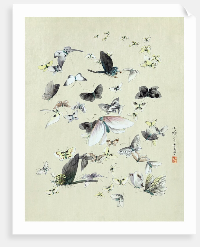 Drawing of butterflies and moths attributed to Settso by Anonymous