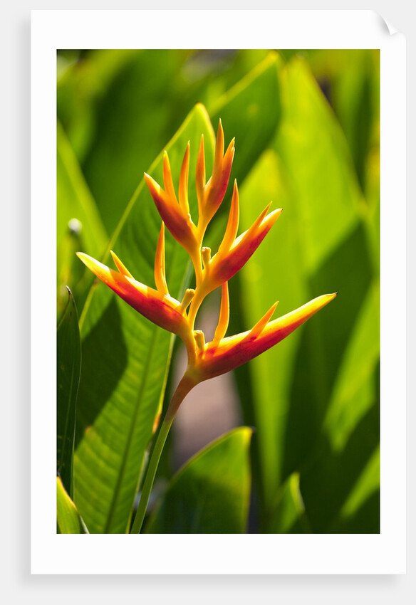 Heliconia Nickeriensis flower on Maui by Anonymous
