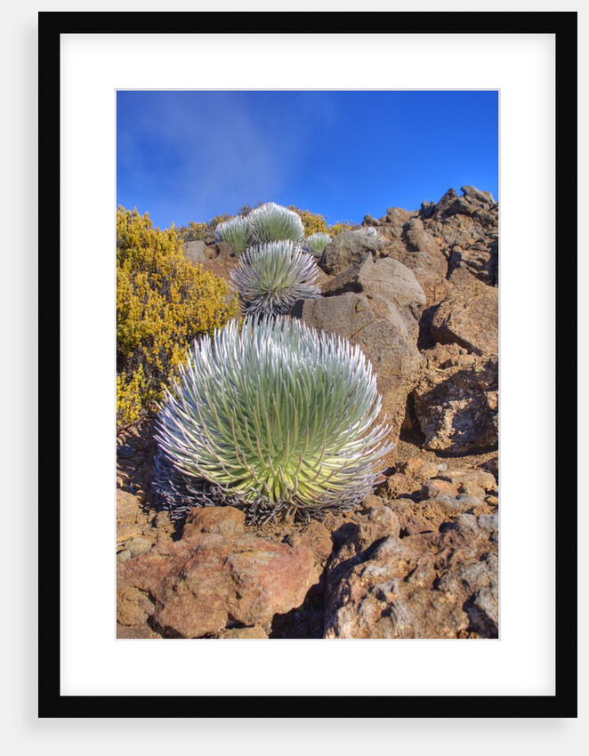 Silversword plants Haleakala Crater by Anonymous