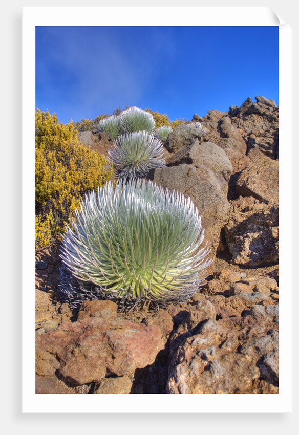Silversword plants Haleakala Crater by Anonymous