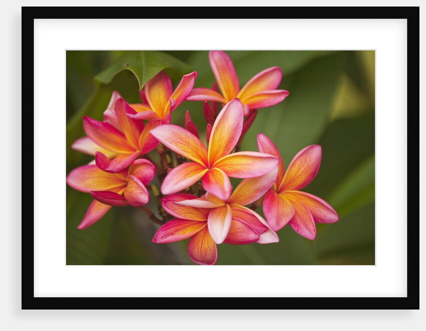Frangipani blossoms on Maui by Anonymous