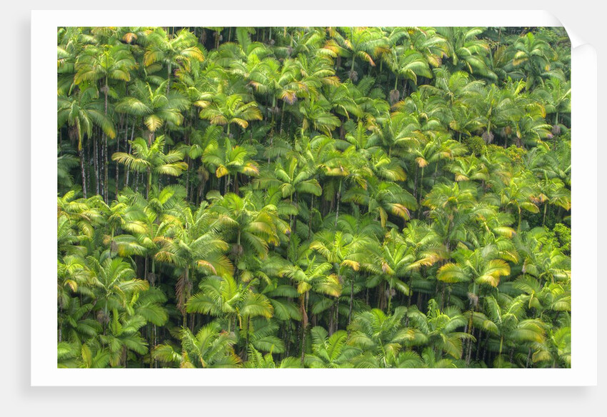 Rainforest near Nanue Falls on Hawaii Island by Anonymous