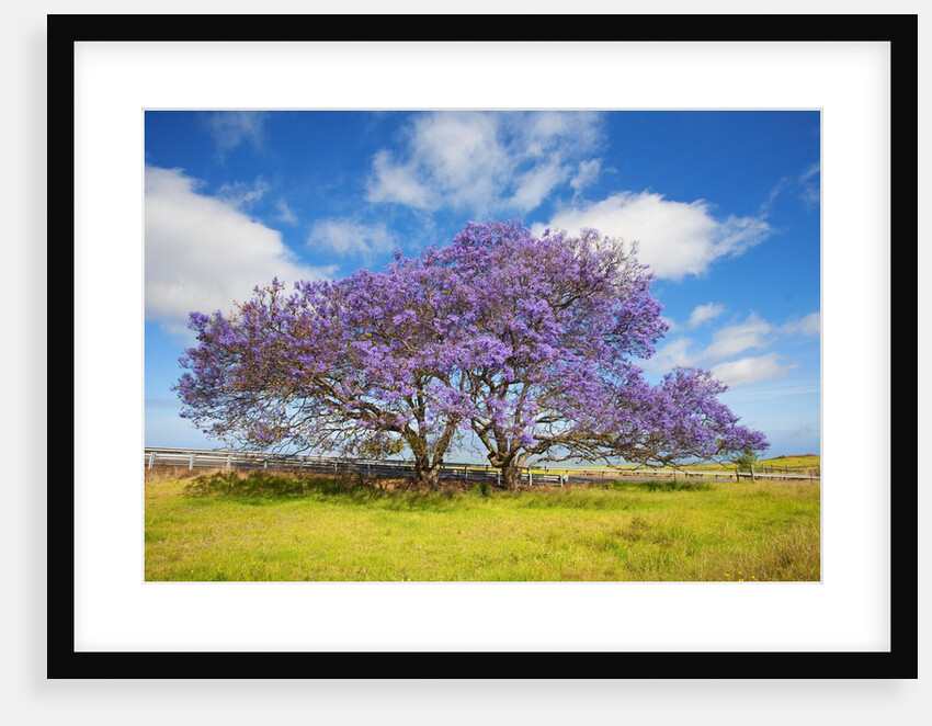 Jacaranda trees in bloom in the up-country on Maui by Anonymous