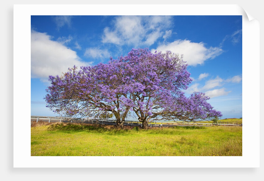 Jacaranda trees in bloom in the up-country on Maui by Anonymous