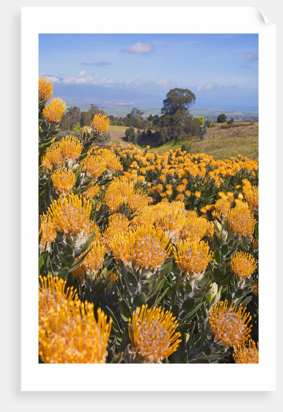 Pincushion protea flower in the up-country on Maui by Anonymous
