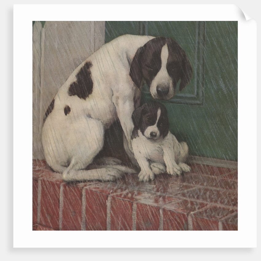 Dog and puppy in rain by Anonymous