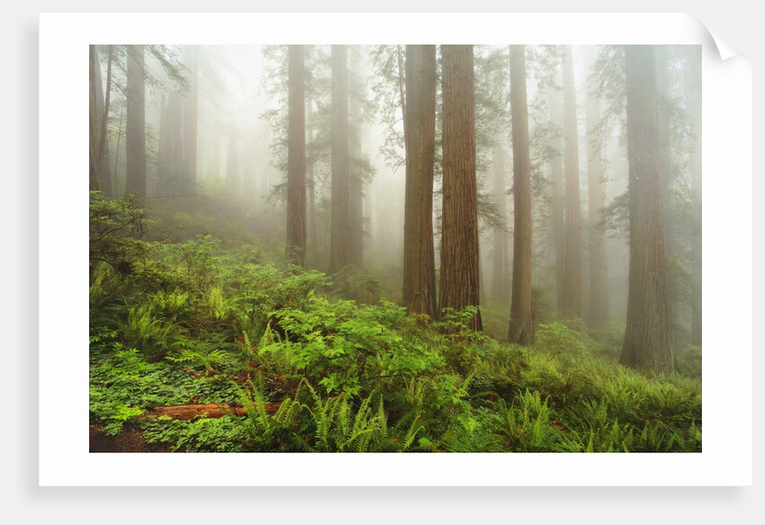 Forest along Damnation Creek Trail by Anonymous
