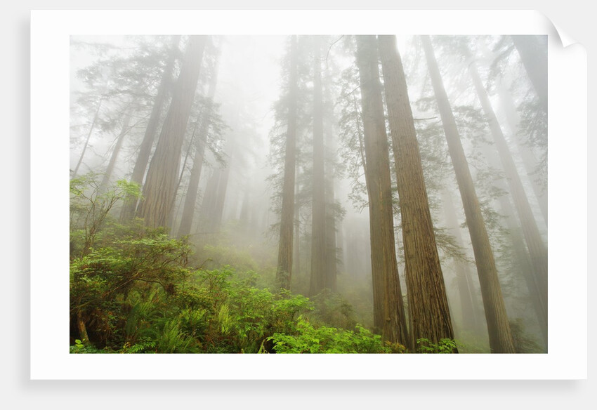 Forest along Damnation Creek Trail by Anonymous