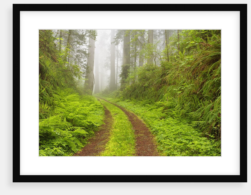 Old forest road running through towering redwood trees by Anonymous