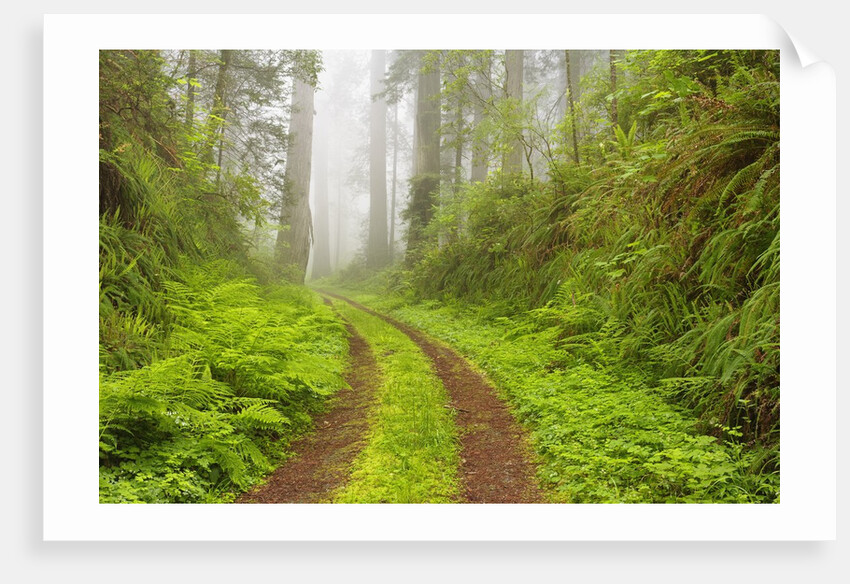 Old forest road running through towering redwood trees by Anonymous