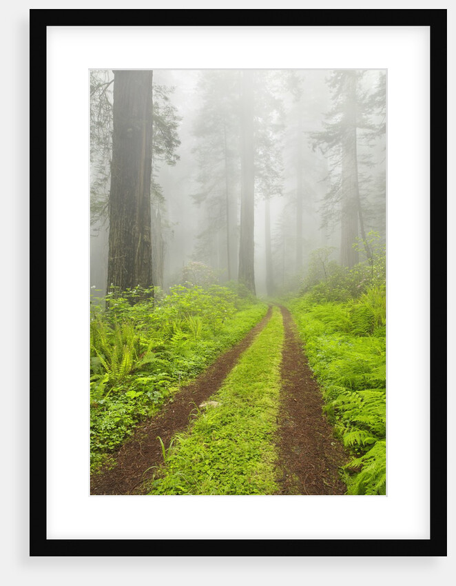 Old forest road running through towering redwood trees by Anonymous