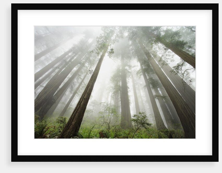 Redwood trees near Damnation Creek Trail by Anonymous