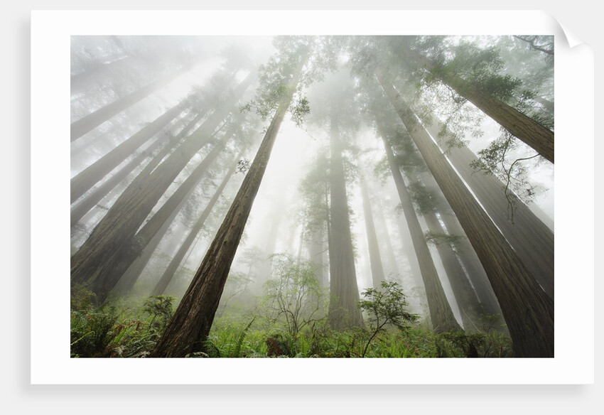 Redwood trees near Damnation Creek Trail by Anonymous