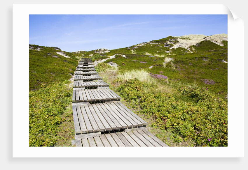 Wooden walkway through vegetation covered sand dunes by Anonymous