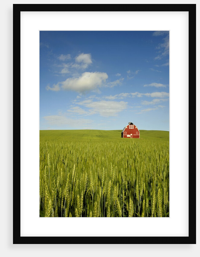 Red barn in field of green wheat by Anonymous