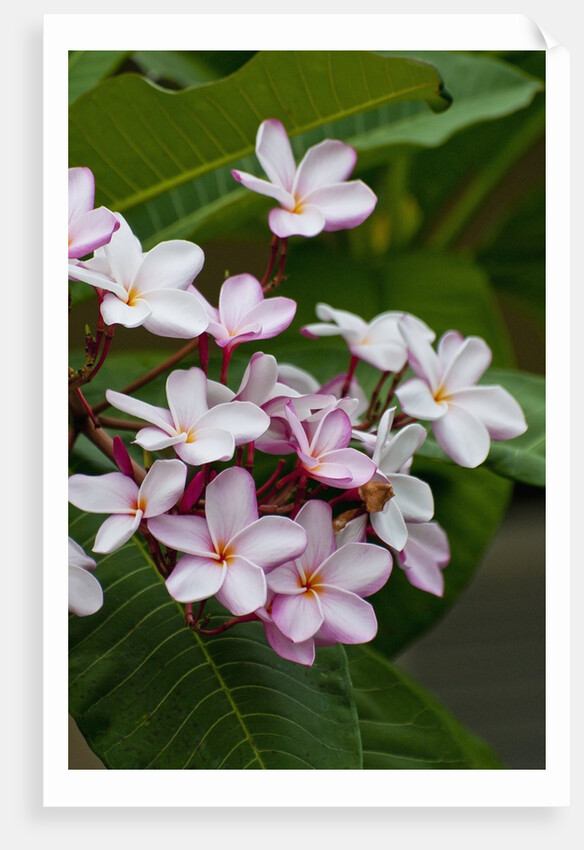 Pink frangipani in bloom by Anonymous