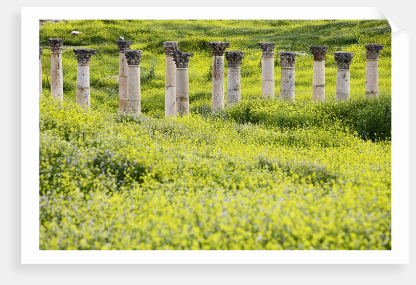 Roman columns rising above field of wildflowers by Anonymous