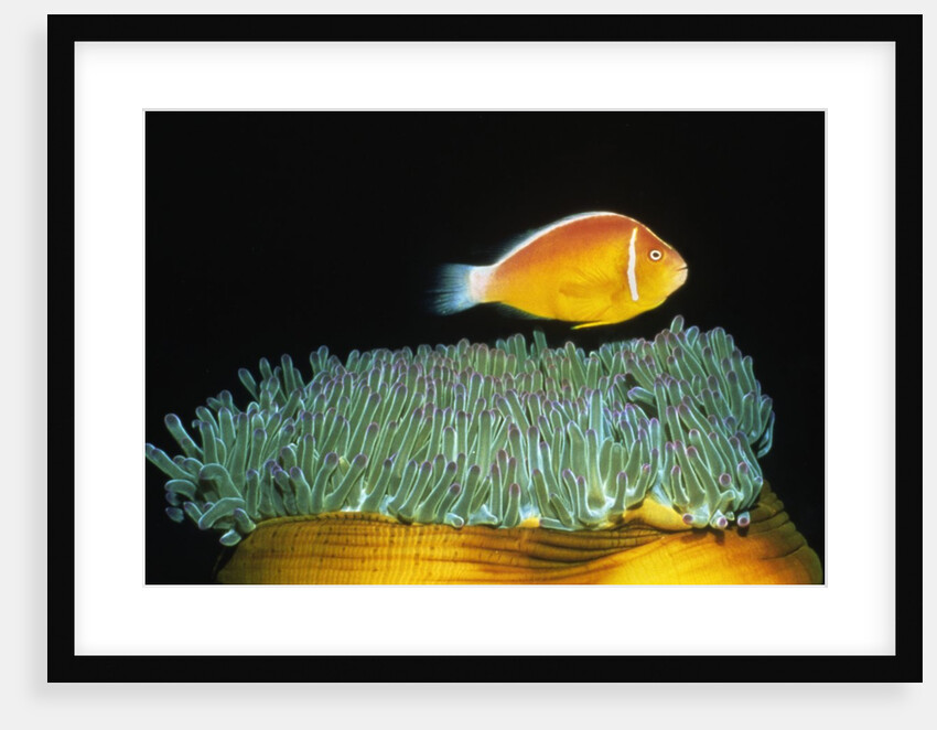 Pink Anemonefish hovers over Magnificent Sea Anemone by Anonymous