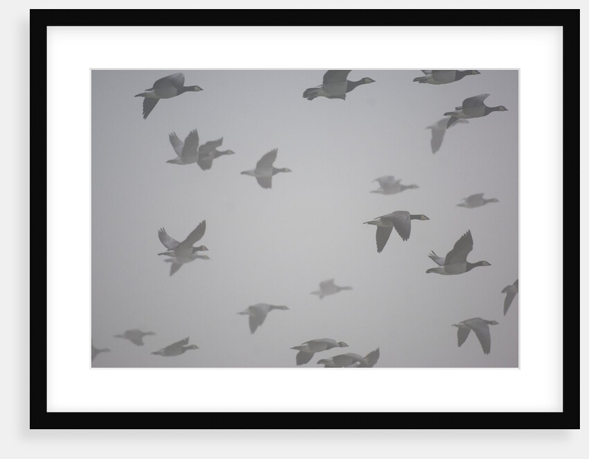 Flock of barnacle geese flying through heavy fog by Anonymous