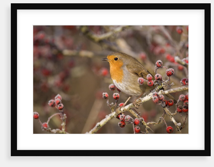 European robin perched among frost covered berries by Anonymous