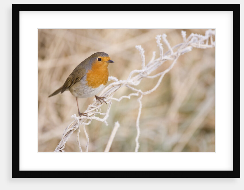 European robin perched on frost covered grass by Anonymous