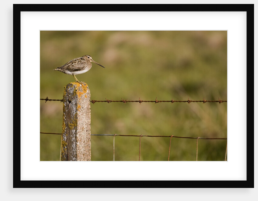 Common snipe perched in fence post by Anonymous