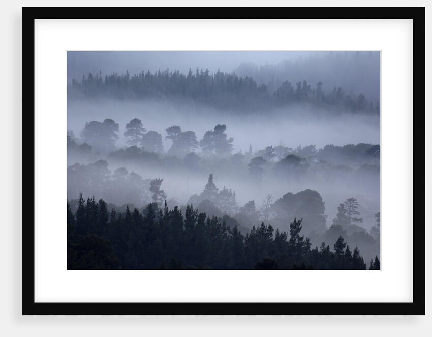 Rothiemurchus Forest in Cairngorms National Park by Anonymous