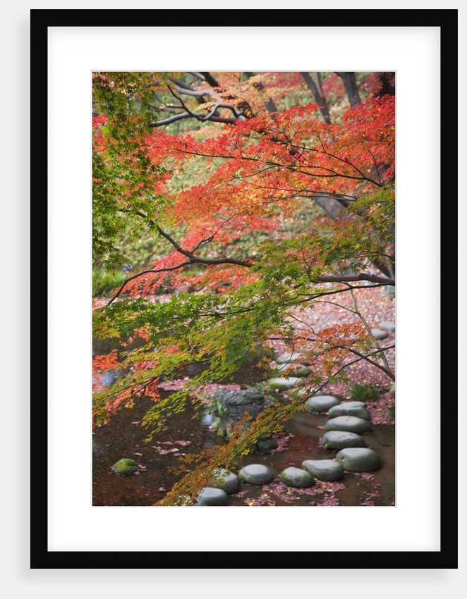 Steppingstones beneath Japanese maple by Anonymous