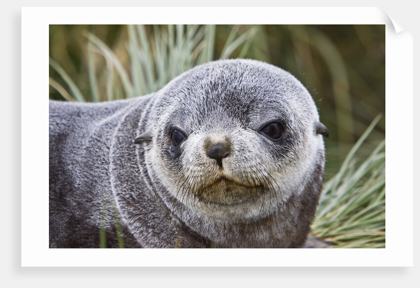 Antarctic Fur Seal (Arctocephalus gazella) pup on Prion Island in the Bay of Isles on the island of South Georgia by Anonymous