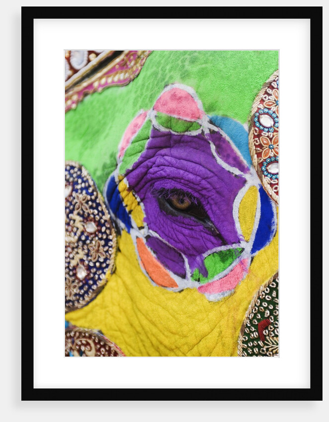 Close-up of a painted elephant, Elephant Festival, Jaipur, Rajasthan, India by Anonymous