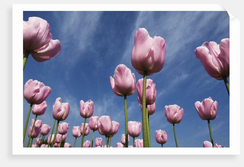Pink tulips in a garden, Indira Gandhi Tulip Garden, Srinagar, Jammu And Kashmir, India by Anonymous