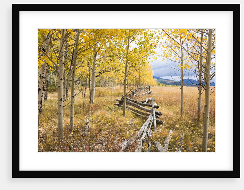 Wooden fence and Aspen forest in autumn by Anonymous