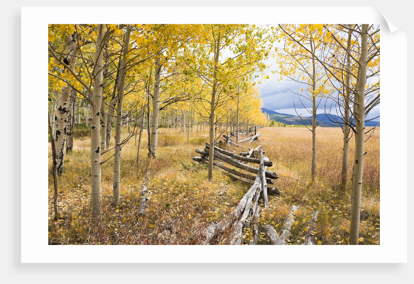 Wooden fence and Aspen forest in autumn by Anonymous