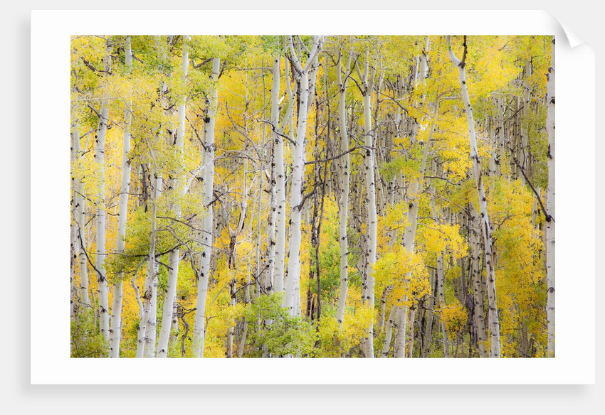 Stand of Aspens in autumn by Anonymous