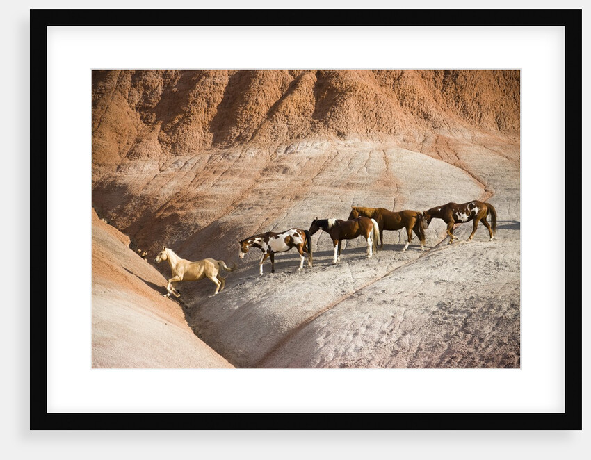 Herd of horses in foothills by Anonymous