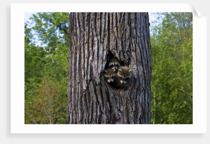 Three racoons in hollow of tree by Anonymous