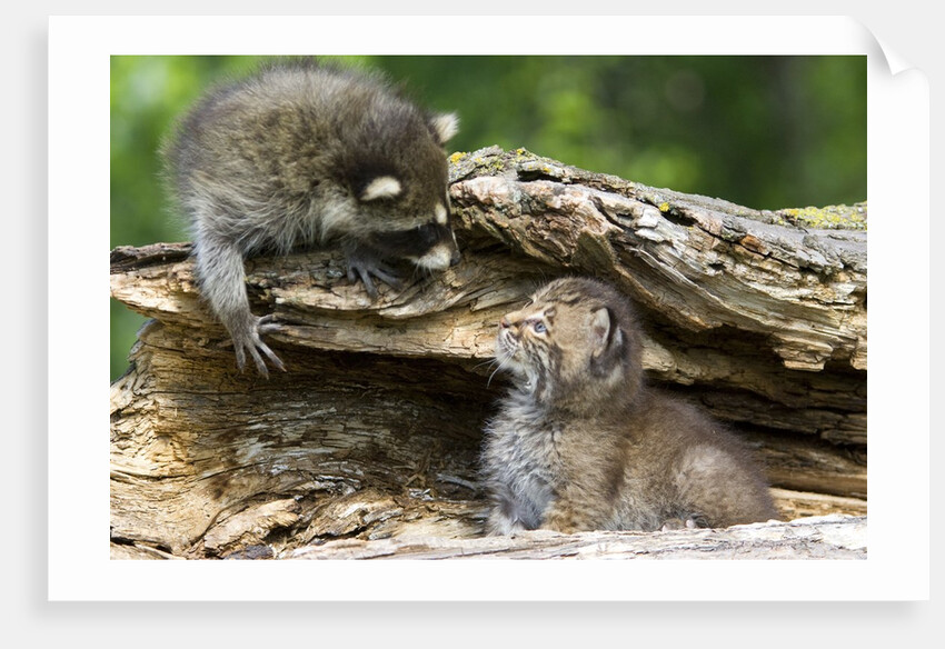 Raccoon looking at bobcat cub in rotted log by Anonymous