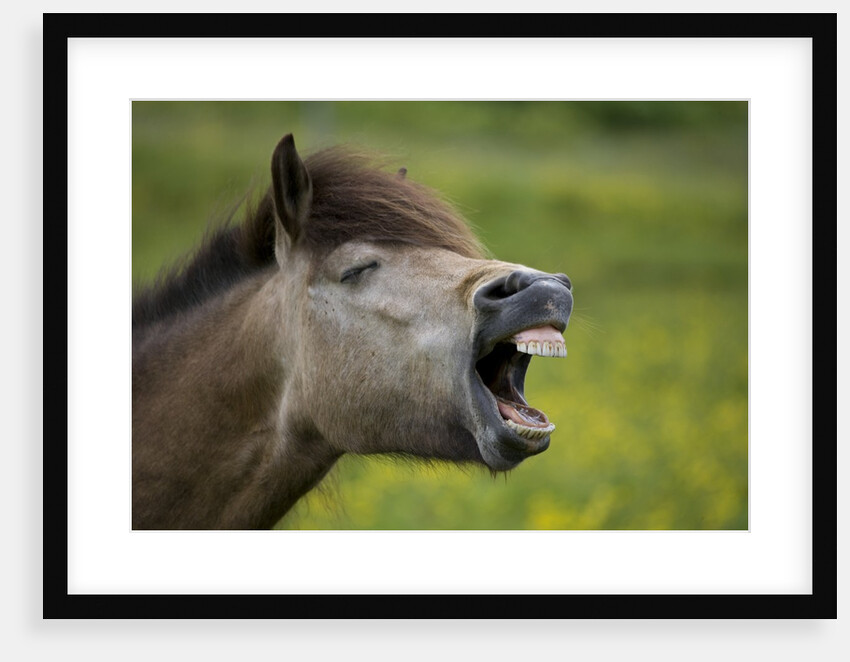 Horse with Mouth Open by Anonymous