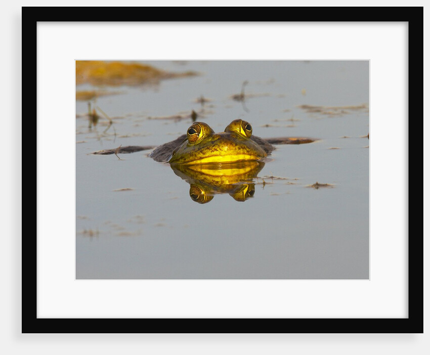 Bullfrog in pond in golden evening light by Anonymous