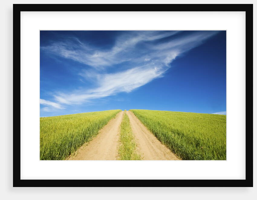 Country Back Road Through Spring Wheat Fields by Anonymous