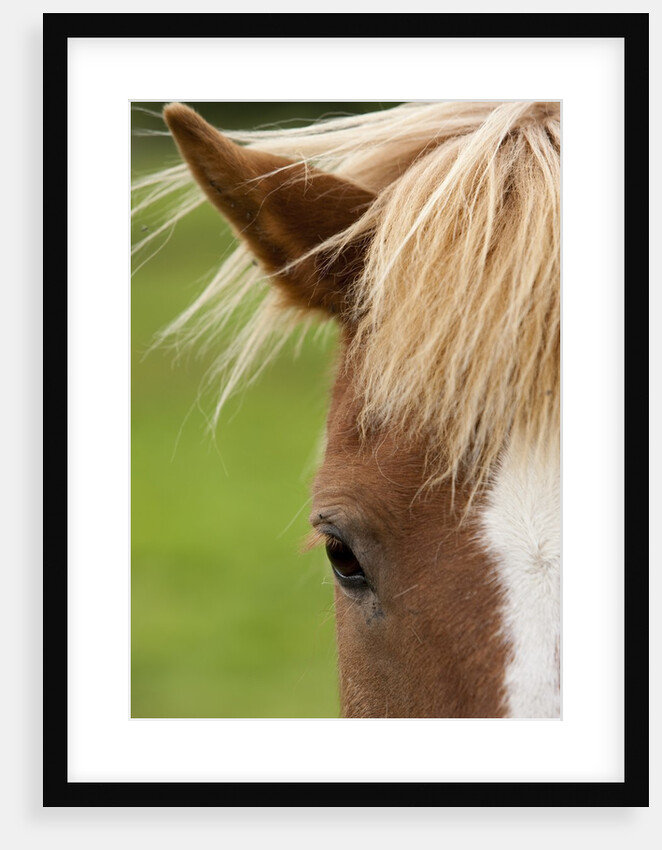 Icelandic horse by Anonymous