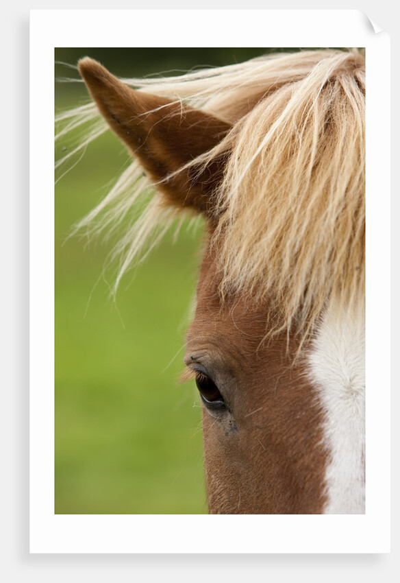 Icelandic horse by Anonymous
