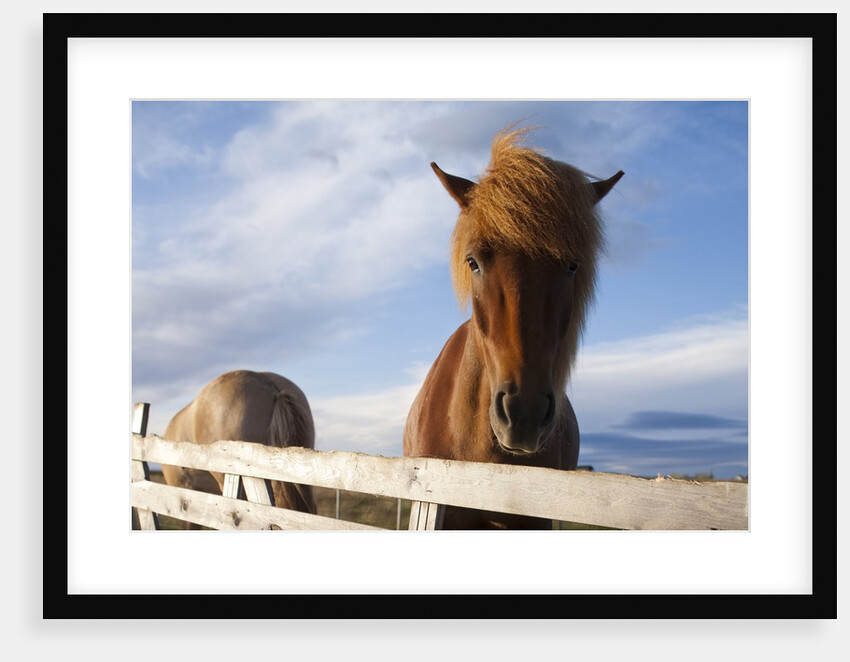 Icelandic Horses by Anonymous