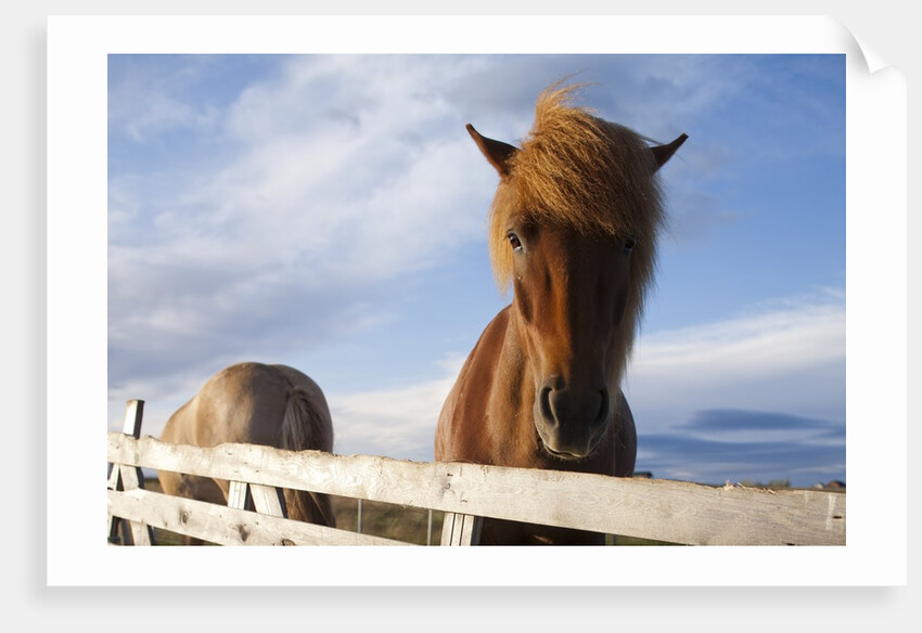 Icelandic Horses by Anonymous