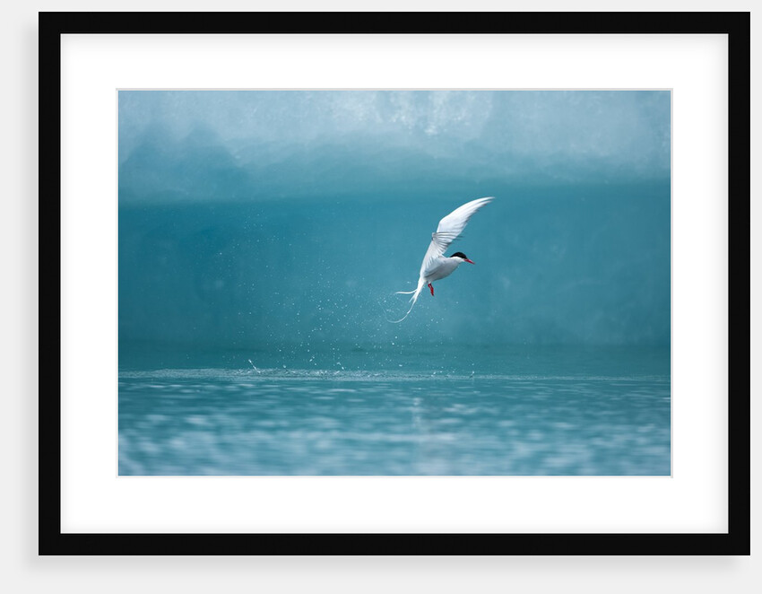 Arctic Tern fishing in Jokulsarlon Lake by Anonymous