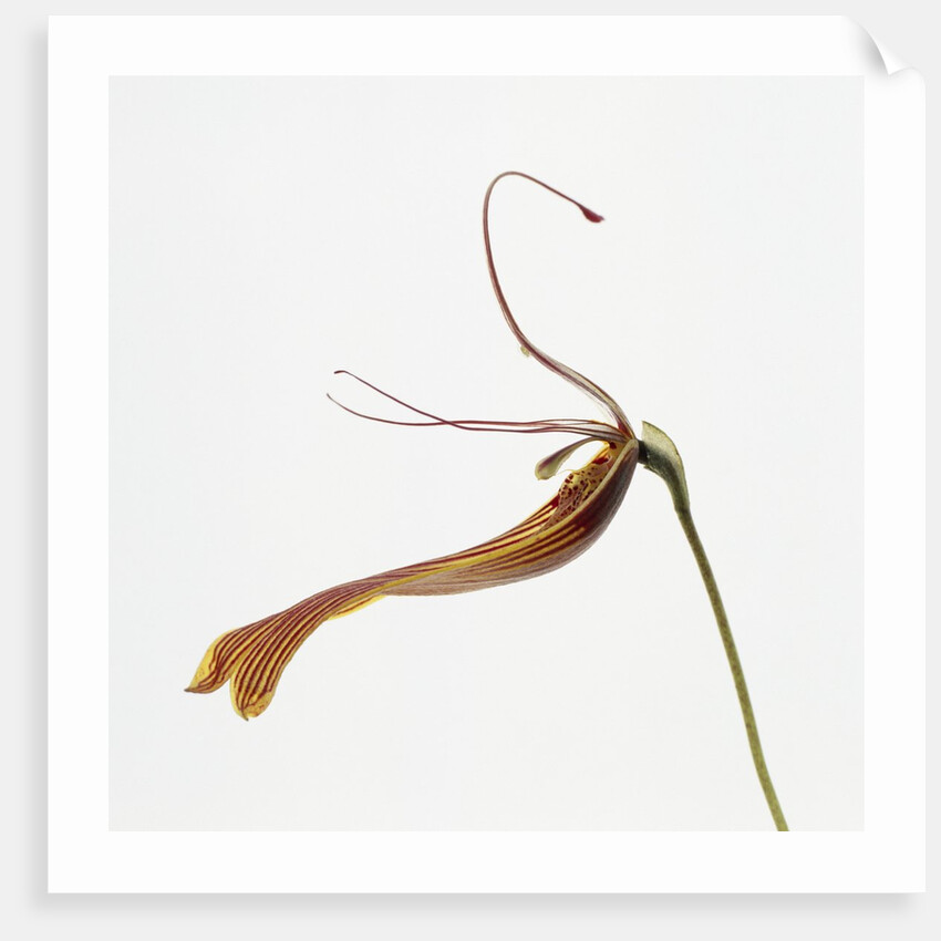 Striped orchid by Anonymous