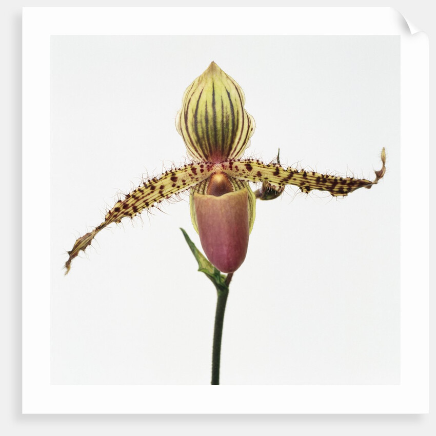 Colorful Orchid by Anonymous