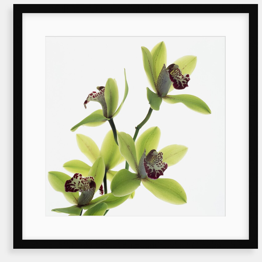 Green Orchid by Anonymous