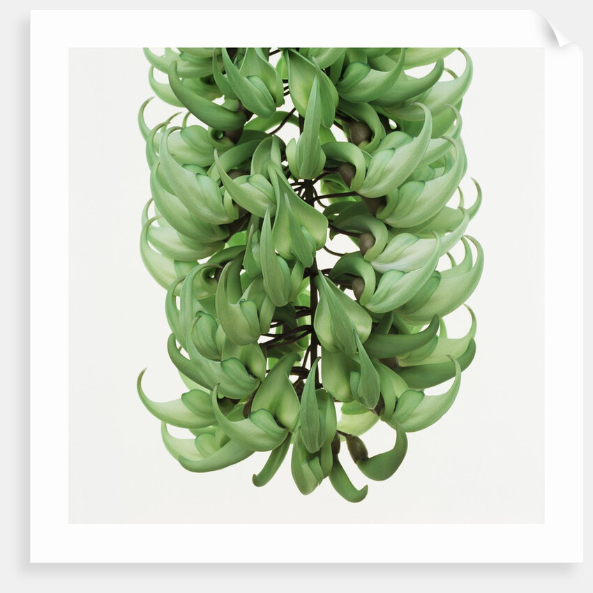 Flowers of a jade vine by Anonymous
