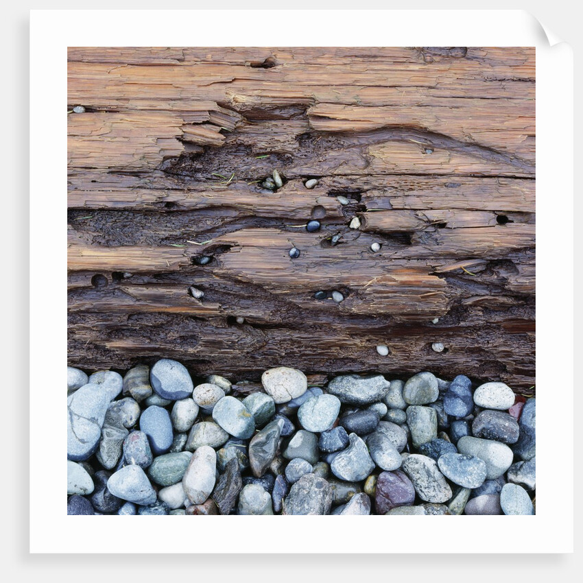 Pebbles in front of Tree Trunk by Anonymous